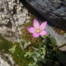 Image of Santa Catalina Mountain-Pink