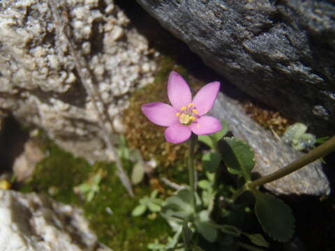 Zeltnera nudicaulis (Engelm.) G. Mansion resmi