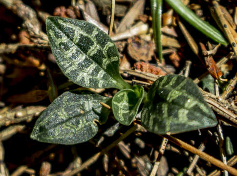 Image of Dwarf rattlesnake plantain (America)