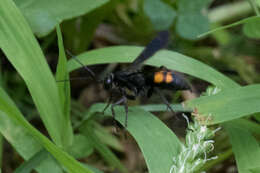 Imagem de Anoplius americanus americanus (Palisot de Beauvois 1811)