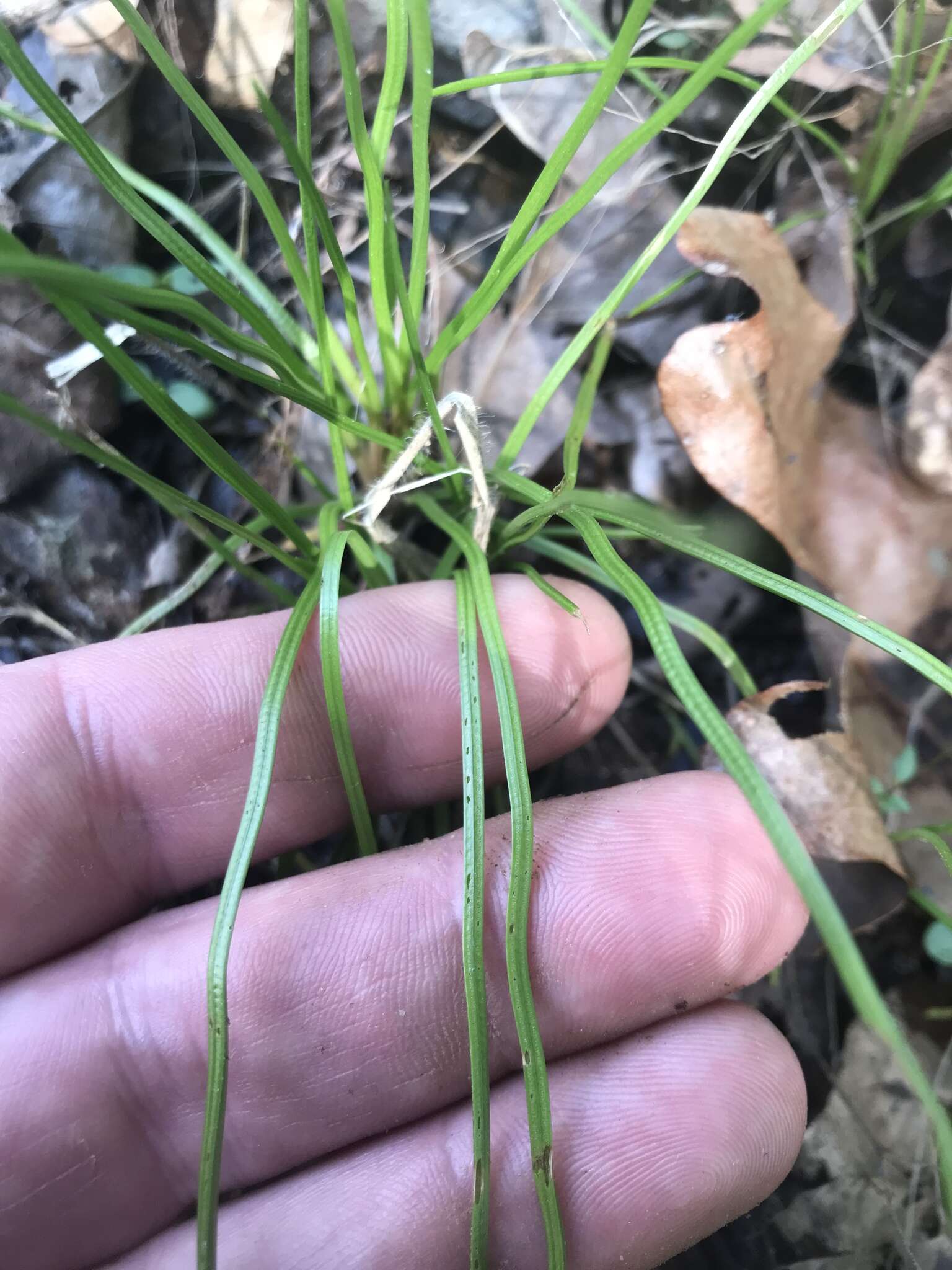 Image of blackfoot quillwort