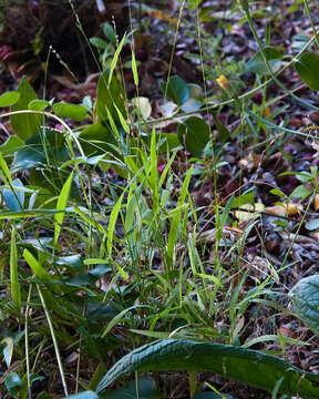 Imagem de Ehrharta erecta var. erecta