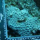 Image of Honeycomb coral