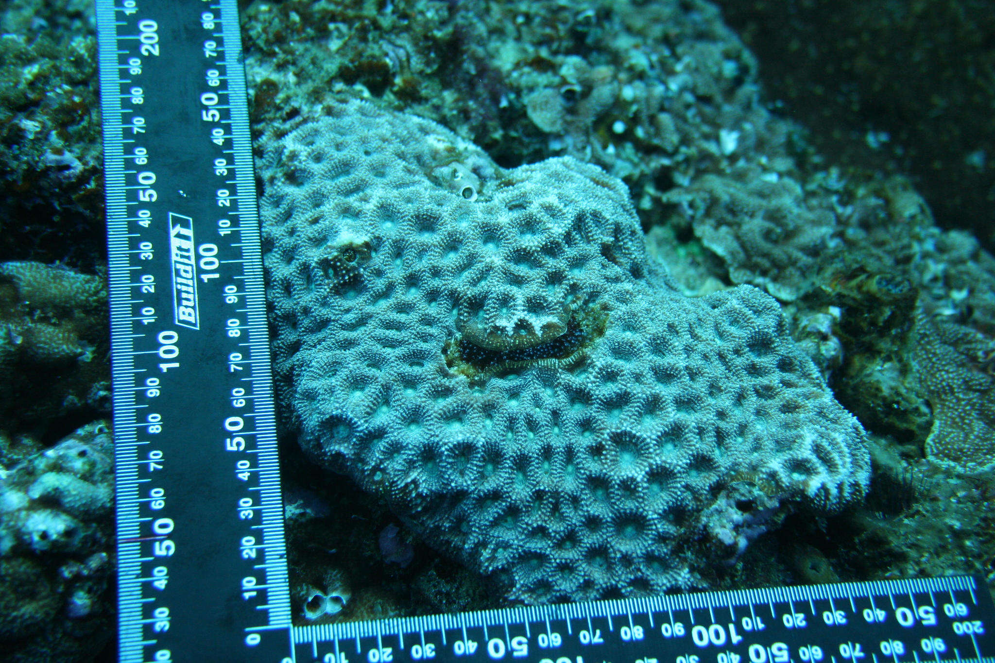 Image of Honeycomb coral