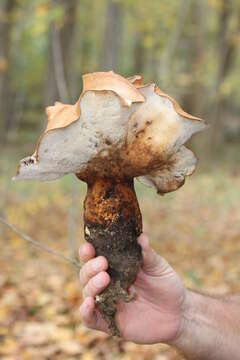 Polyporus radicatus Schwein. 1832 resmi