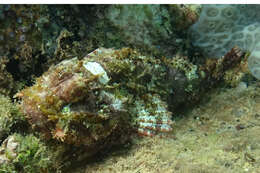 Image of Raggy scorpionfish