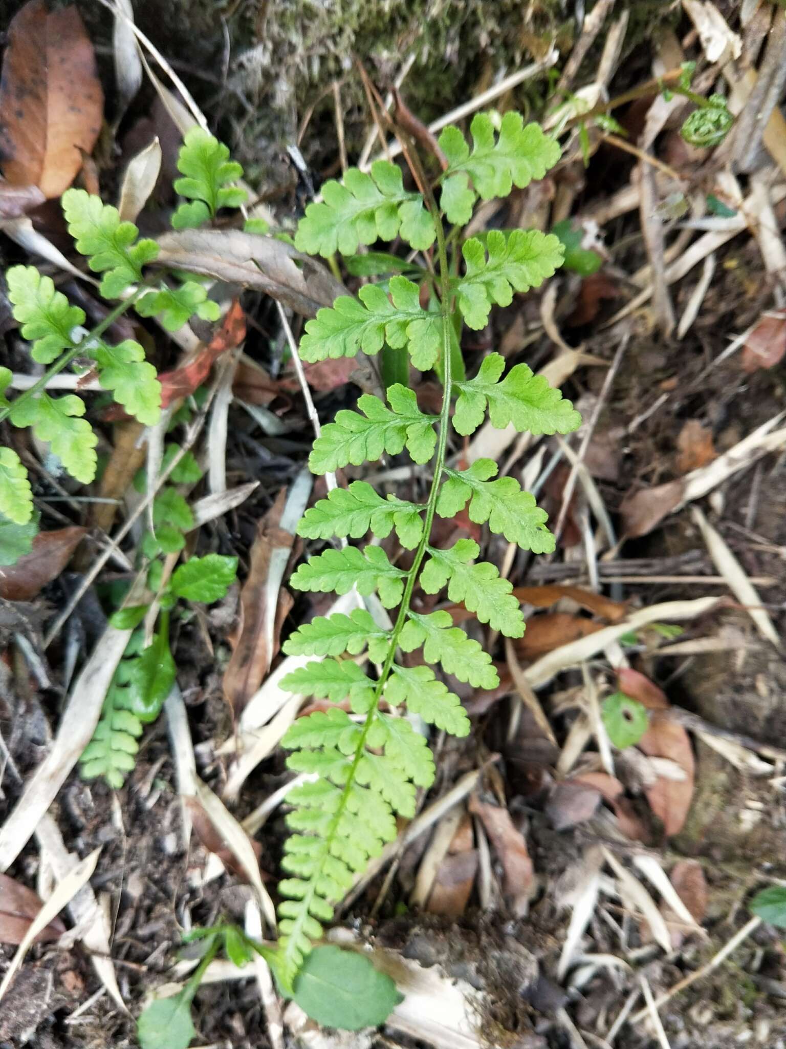 Image of Athyrium anisopterum Christ