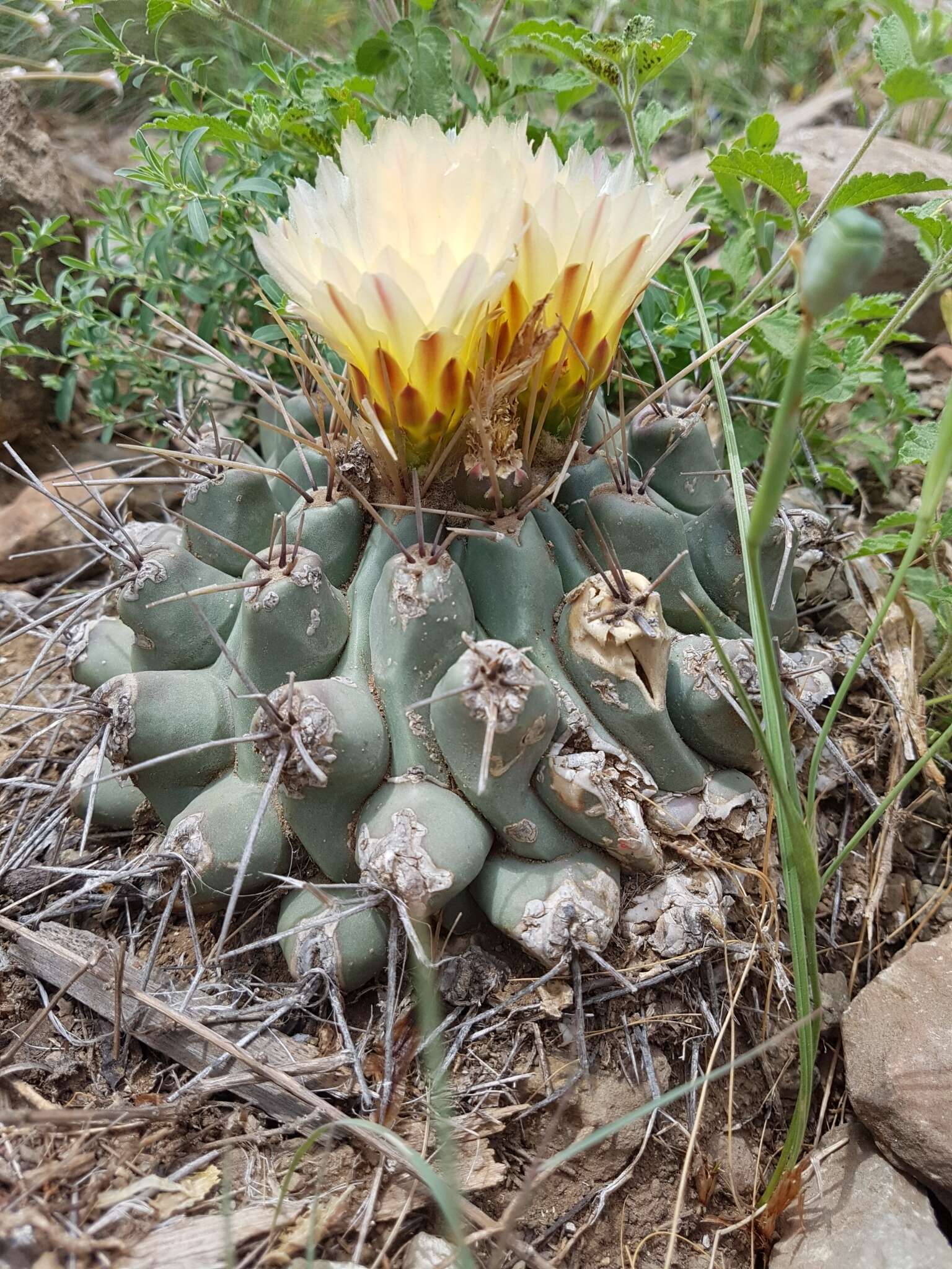 Image of Thelocactus rinconensis subsp. rinconensis