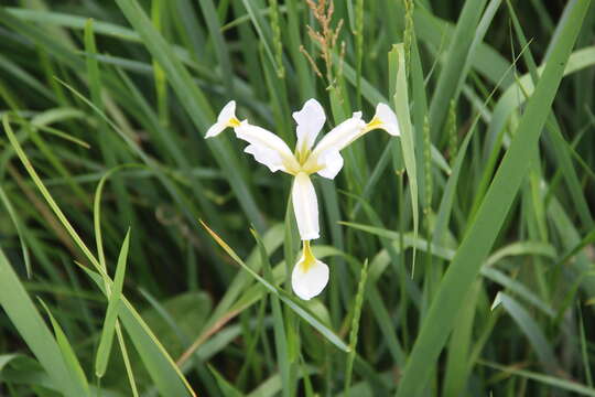 Image de Iris pseudonotha Galushko