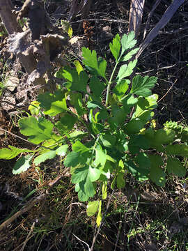 Image of Notobubon galbanum (L.) Magee