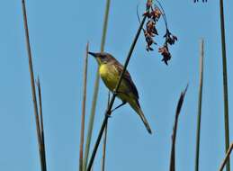 Image of Warbling Doradito