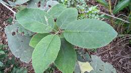 Image of Ehretia dicksonii Hance