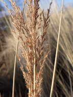 Imagem de Miscanthus junceus (Stapf) Pilg.