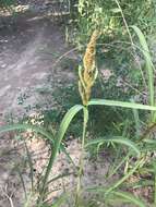 Plancia ëd Echinochloa muricata (P. Beauv.) Fernald