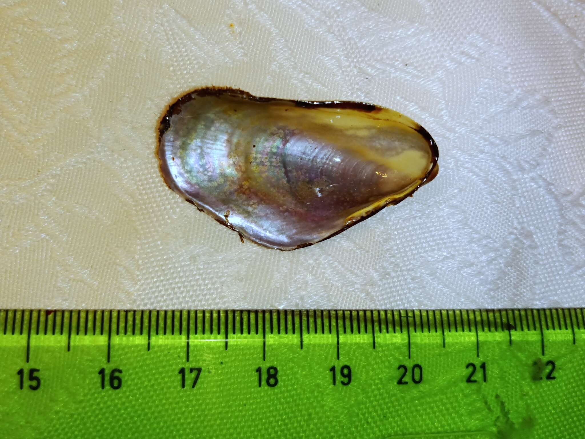 Modiolus barbatus (Linnaeus 1758)的圖片