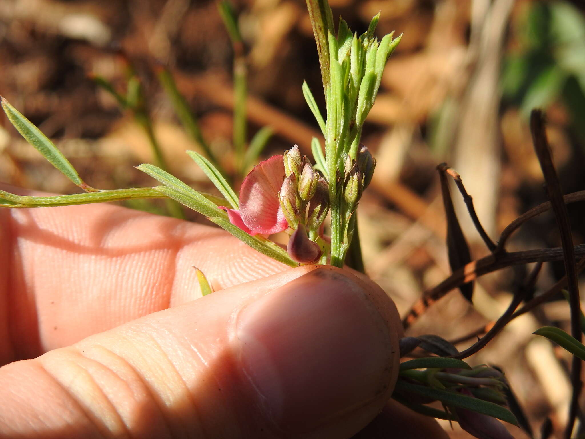 Imagem de Indigofera hilaris Eckl. & Zeyh.