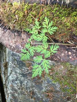 Image of eastern hemlockparsley