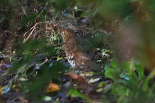 Image of Bassian Thrush