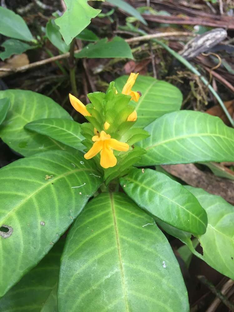 Imagem de Aphelandra ornata (Nees) T. Anders.