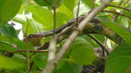 Image of Eastern Fox Snake