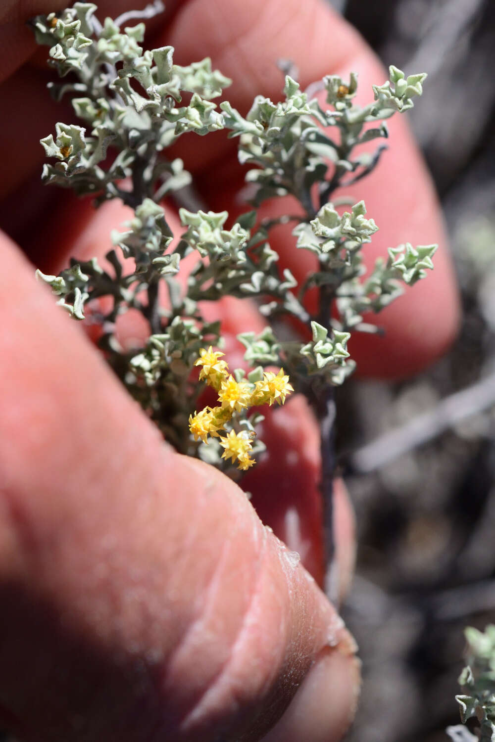 Image of Helichrysum excisum (Thunb.) Less.