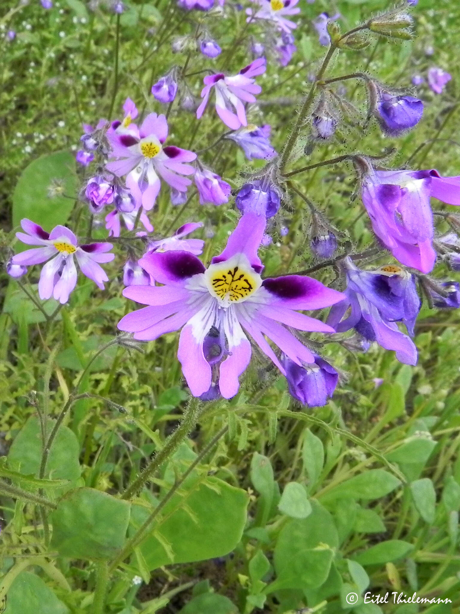 Image of Schizanthus carlomunozii