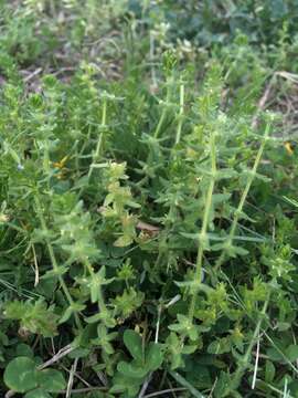 Image of piedmont bedstraw