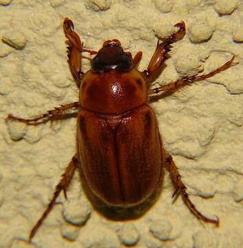 Image of Pasadena masked chafer