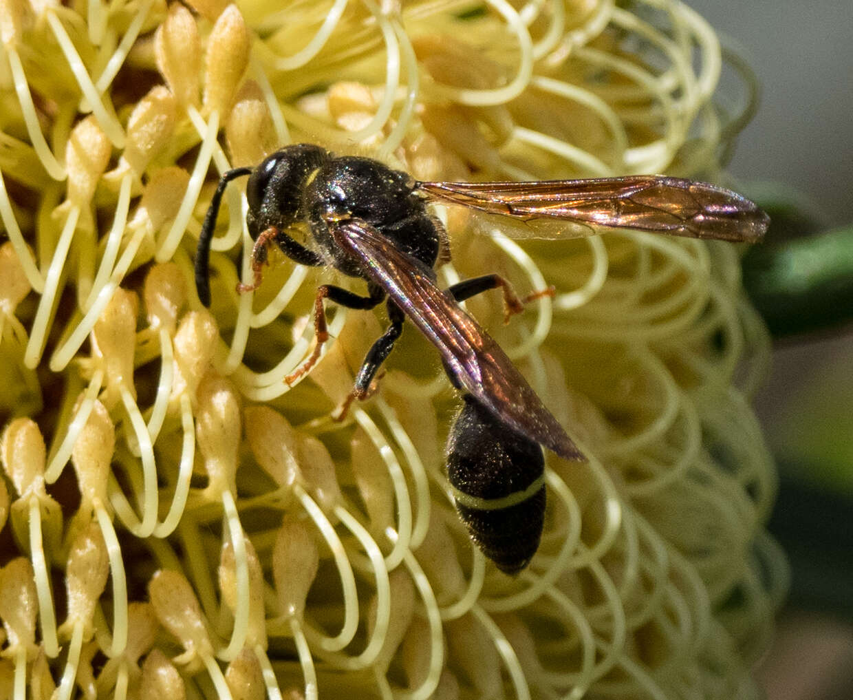 Image of Australozethus tasmaniensis Giordani Soika 1969