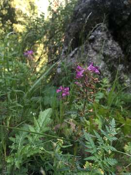 Imagem de Pedicularis anthemifolia subsp. elatior (Regel) Tsoong