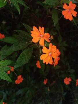 Image of Impatiens hawkeri W. Bull