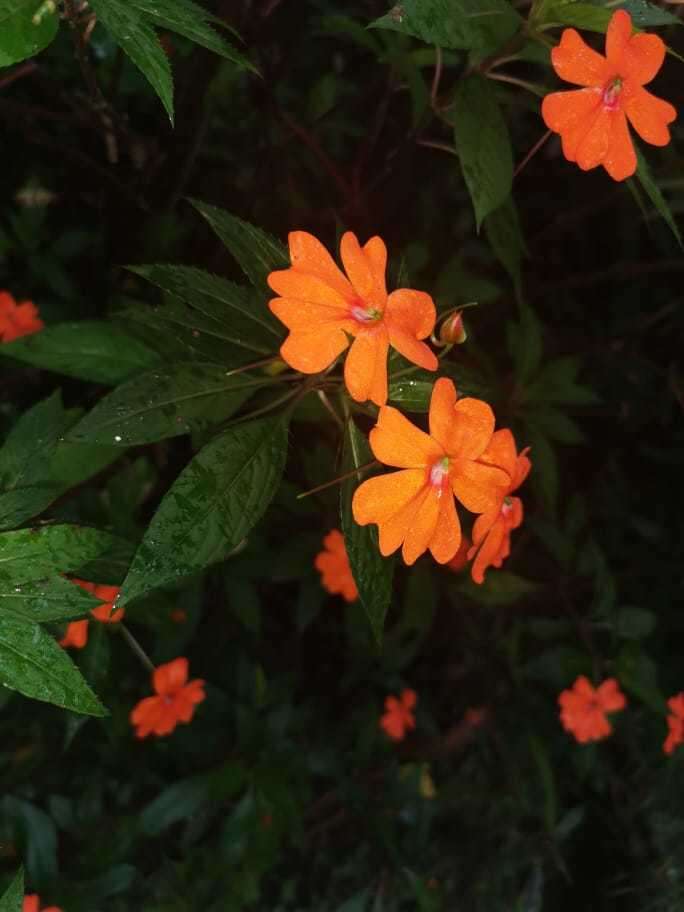 Imagem de Impatiens hawkeri W. Bull