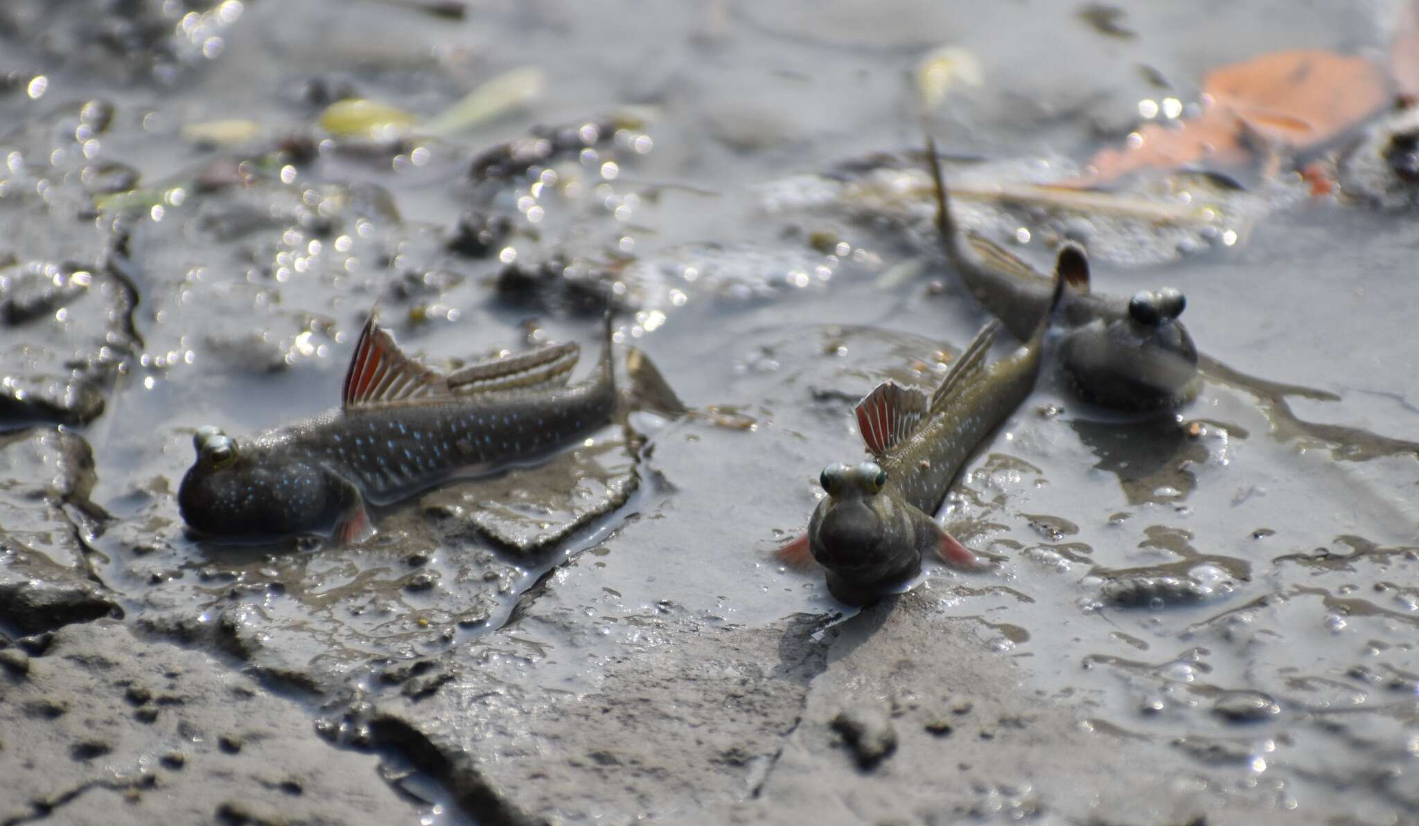 Image of Pearse's mudskipper