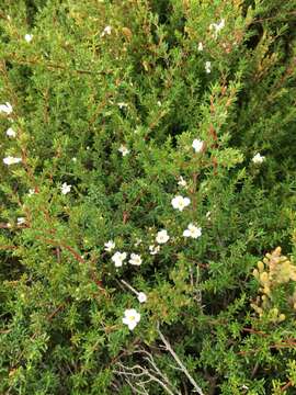 Image of Frankenia pauciflora DC.