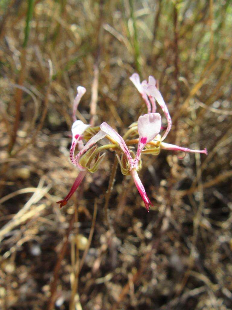 Image of Pelargonium ternifolium P. J. Vorster