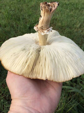 Image of Green-spored parasol