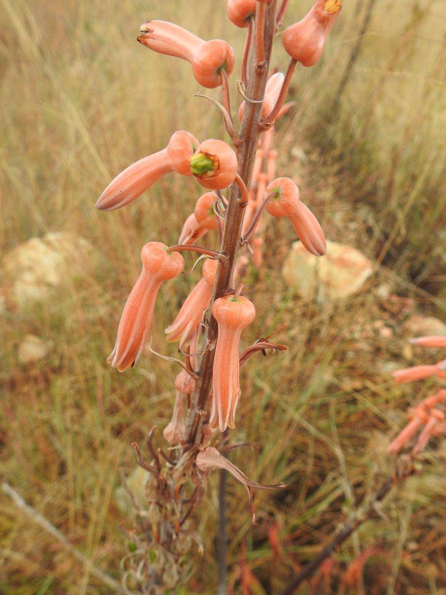 Plancia ëd Aloe greatheadii Schönland