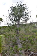 Image of cliff araucaria