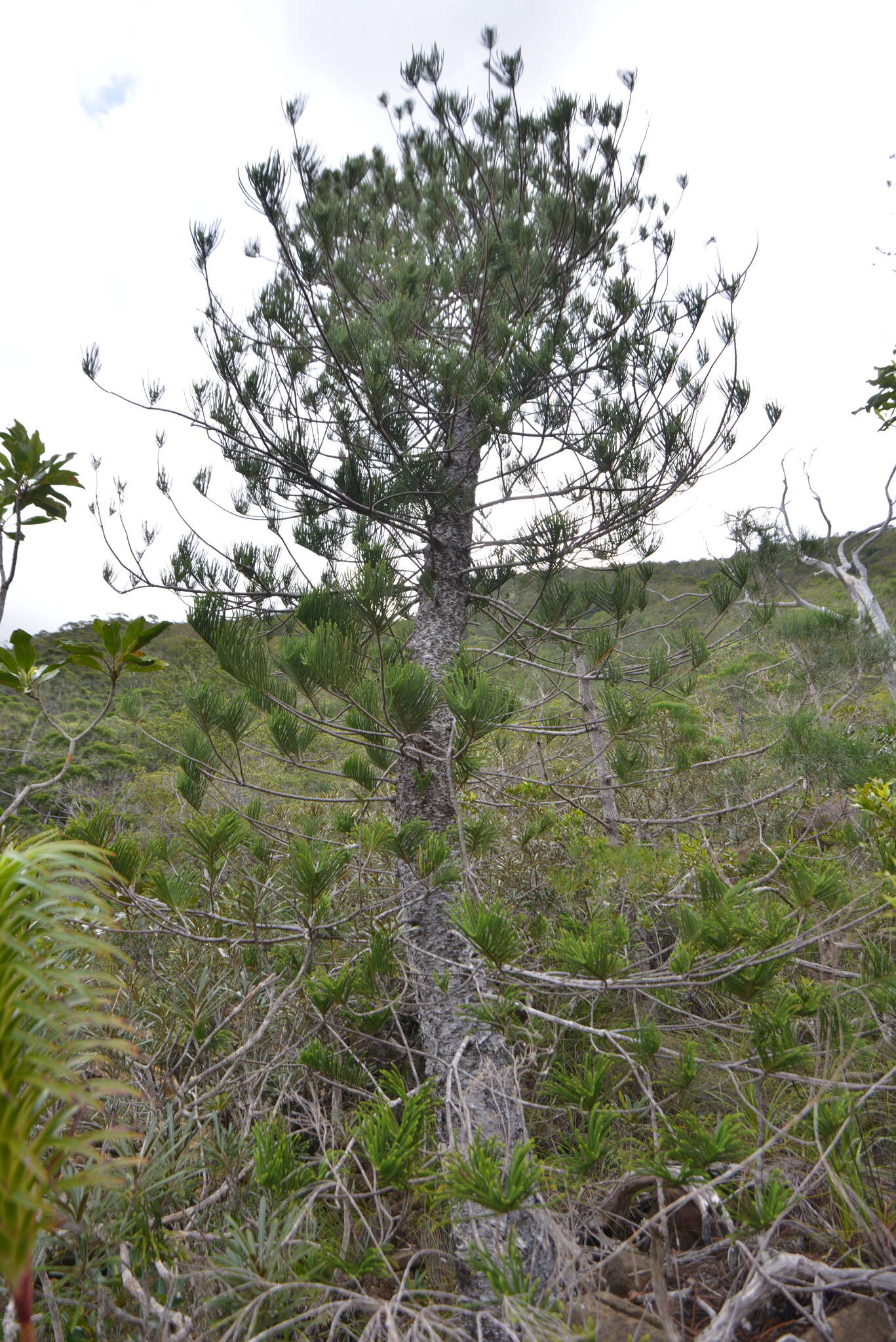 Image of cliff araucaria