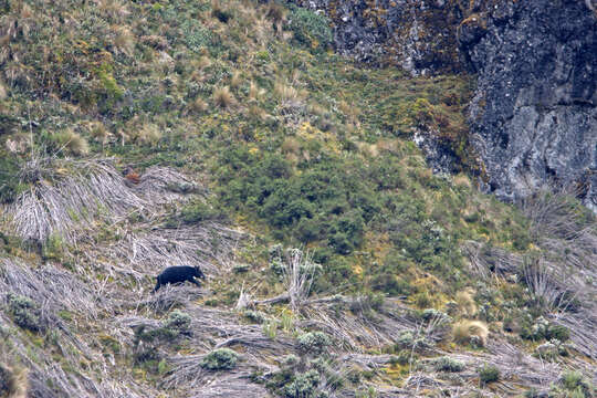 Image of Andean Tapir