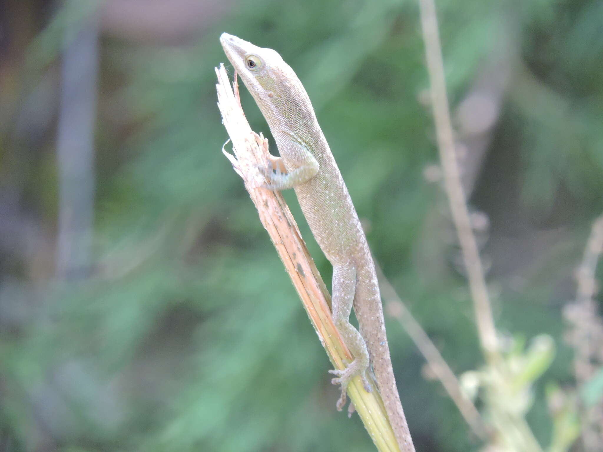 Image of American Anole