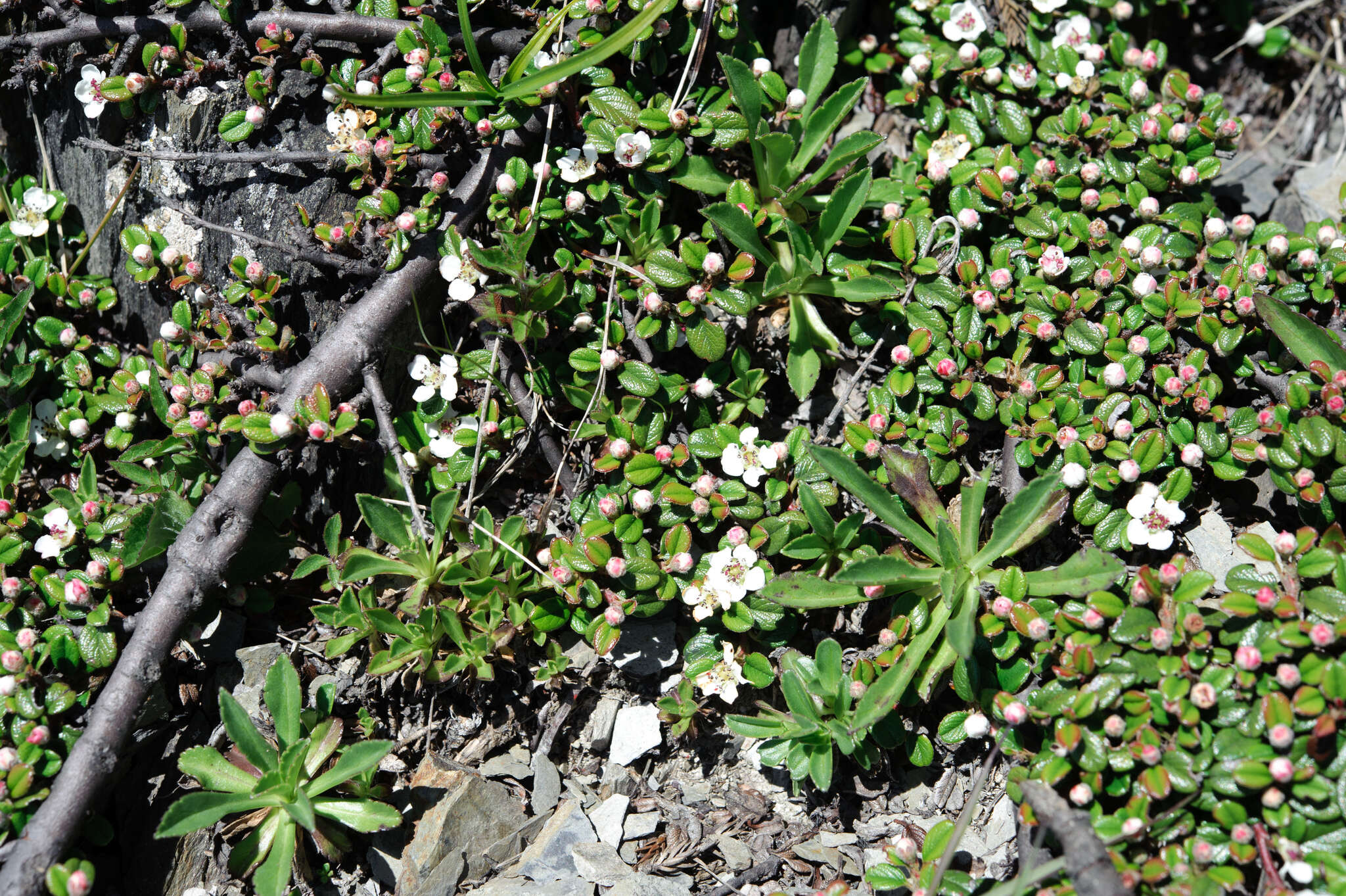 Image of Cotoneaster morrisonensis Hayata