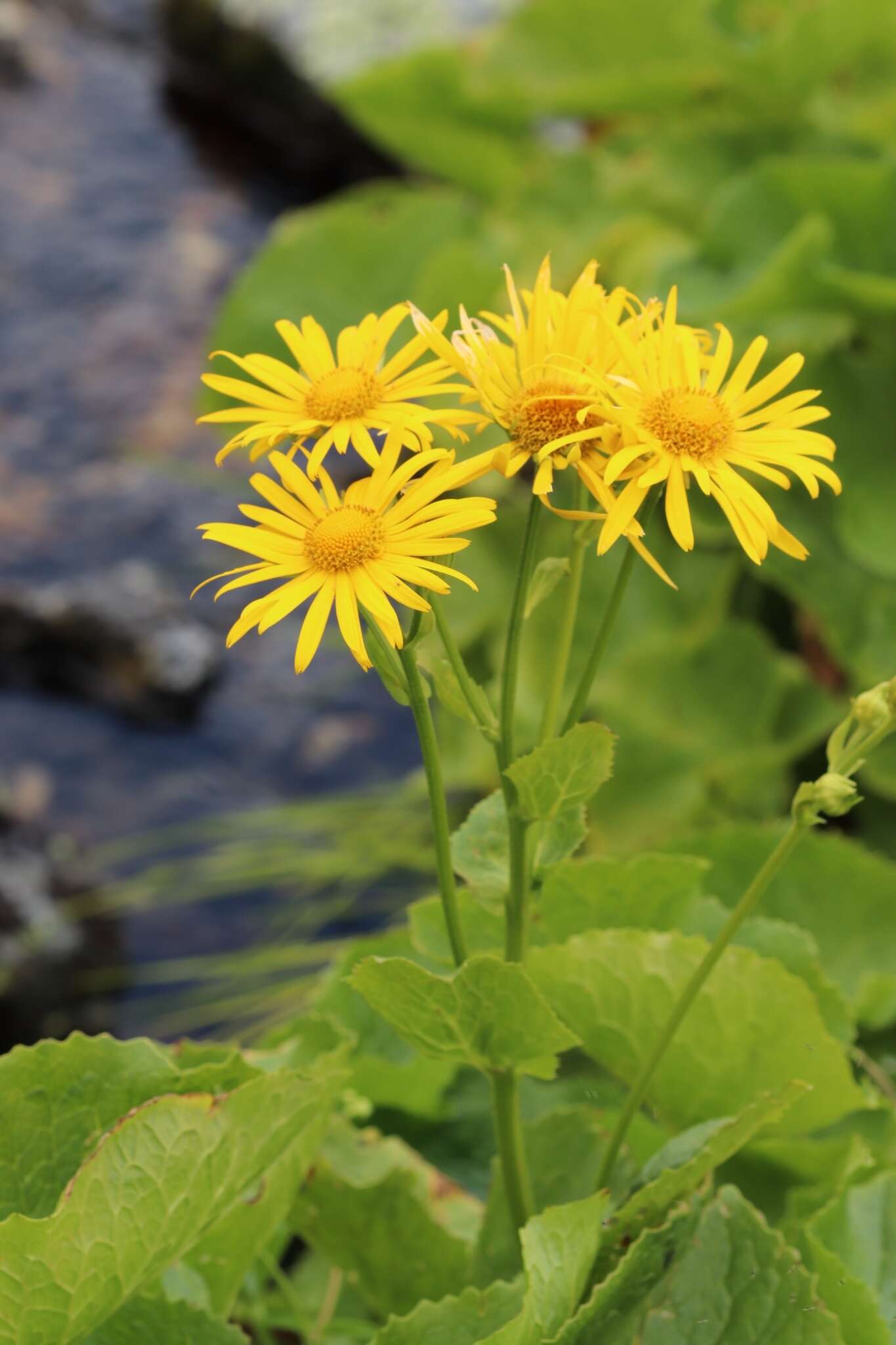 Image of Doronicum cataractarum Widd.