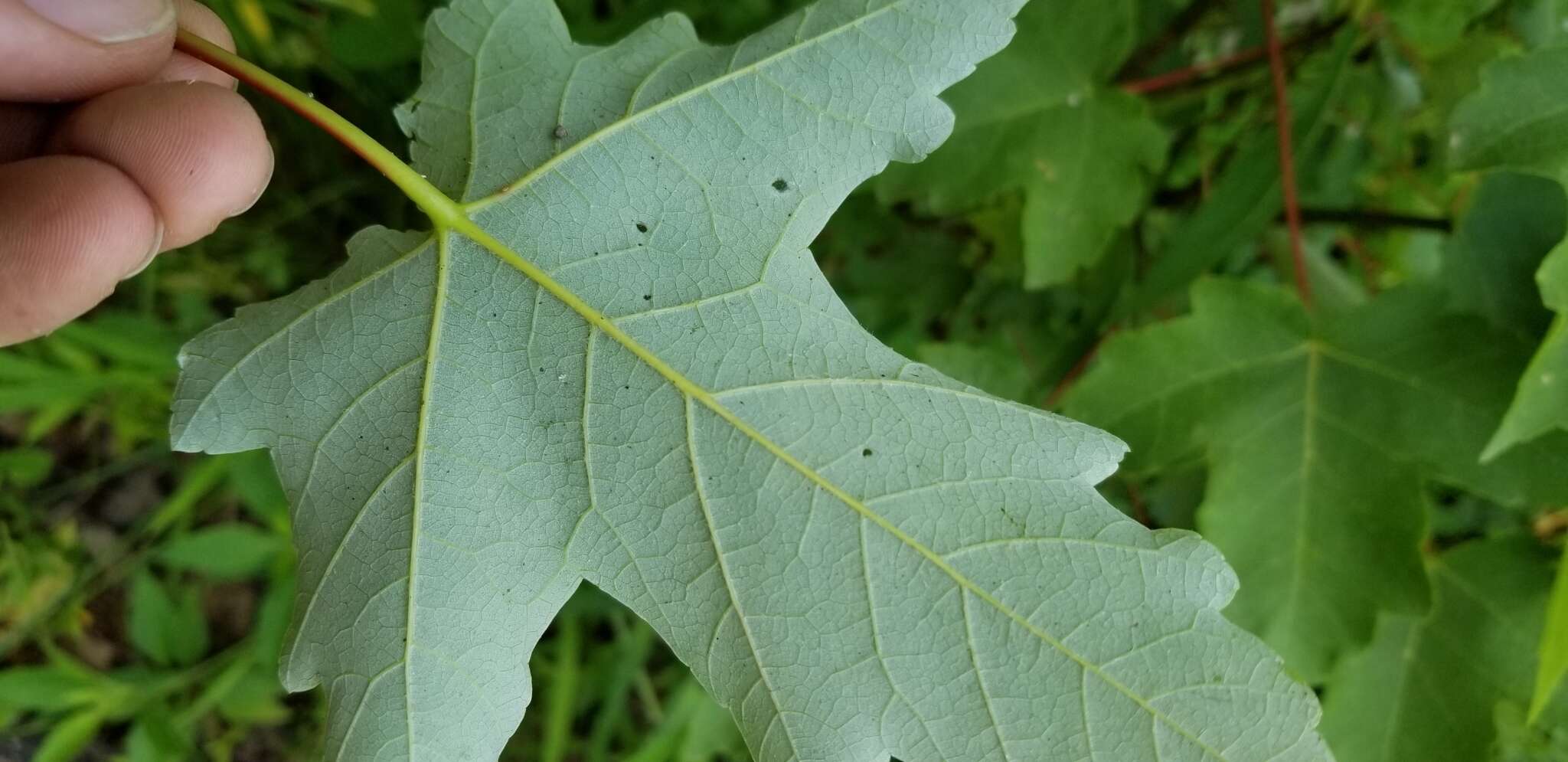 Image of Drummond's maple