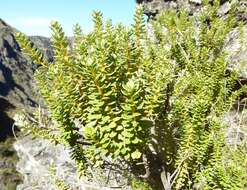 Image of Olearia nummularifolia Hook. fil.