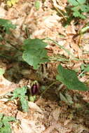 Arum elongatum Steven的圖片