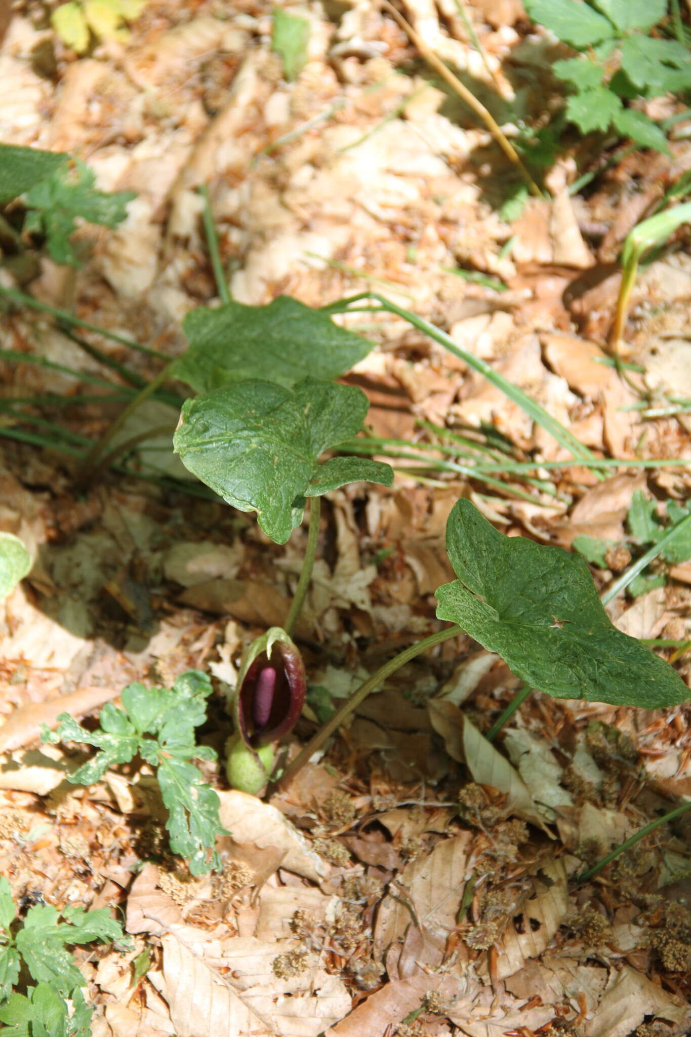 Arum elongatum Steven的圖片