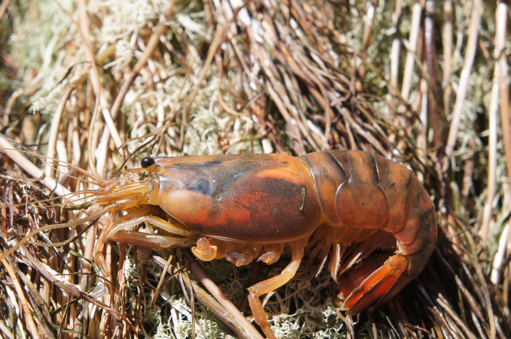 Слика од Cryphiops caementarius (Molina 1782)