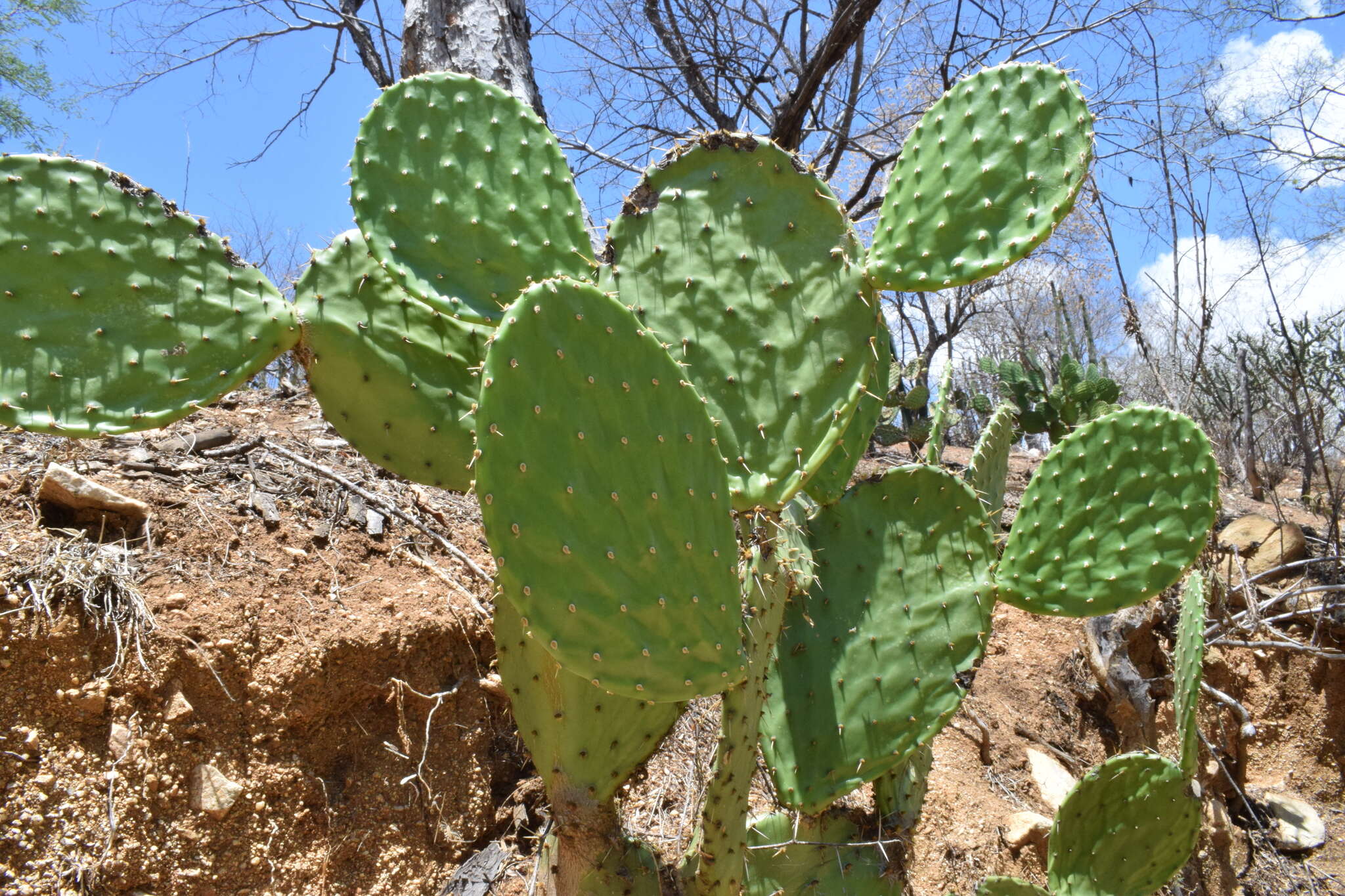 Image of Opuntia bravoana E. M. Baxter