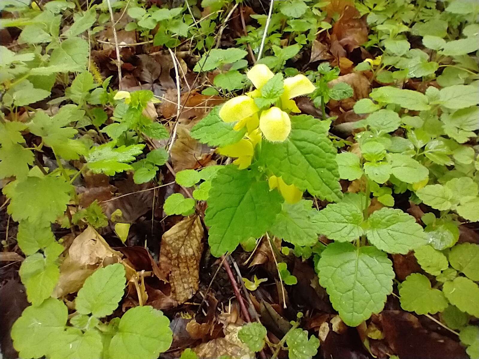 Image of Lamium galeobdolon subsp. galeobdolon